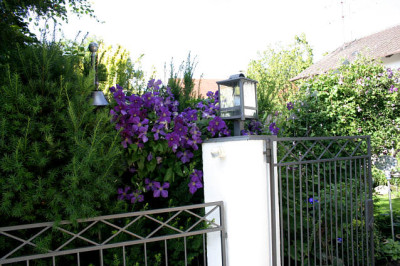 Clematis_Jackmanie0107.jpg