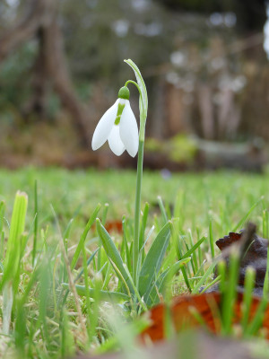 2020-01-10 Galanthus elwesii 3.jpg