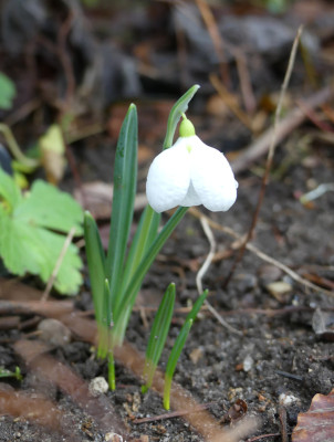 2020-01-10 Galanthus 'Three Ships' 1.jpg