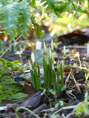 2020-01-10 Galanthus 'Anglesey Abbey' 1.jpg