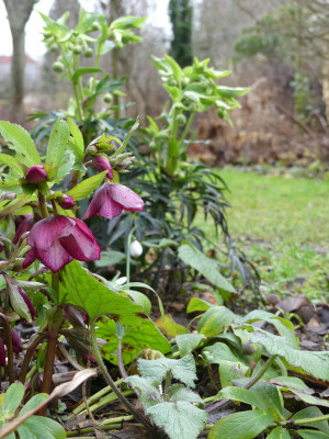 2020-01-10 Gartenimpressionen 2.jpg
