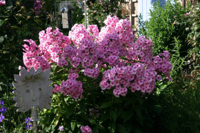 Phlox0207.jpg