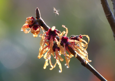 2020-01-10 Hamamelis 'Harry' 1.jpg