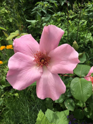 2019-05-30 025.JPG