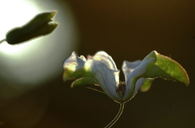 Clematis_1_10-07-2007.jpg