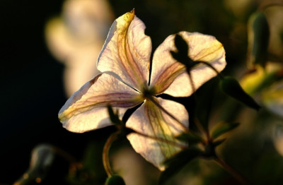 Clematis_2_10-07-2007.jpg