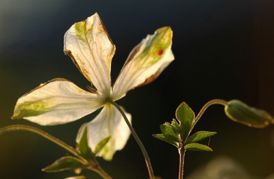 Clematis_3_10-07-2007.jpg