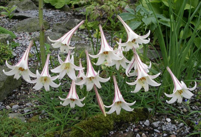 Lilium formosanum var. pricei 03.07.12.JPG