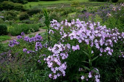 Planten-Treffena8707.jpg
