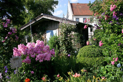 Phlox00307.jpg
