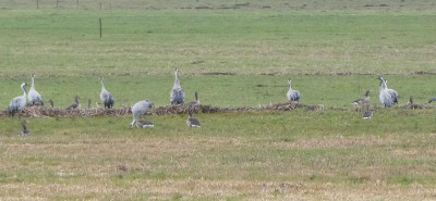 Kraniche und Gänse 200111.jpg