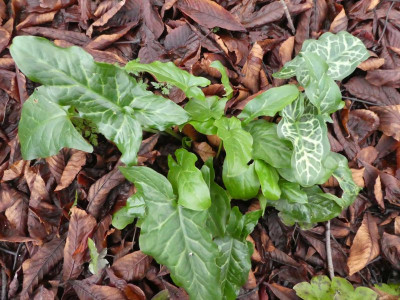 Arum gemischt 200111.jpg