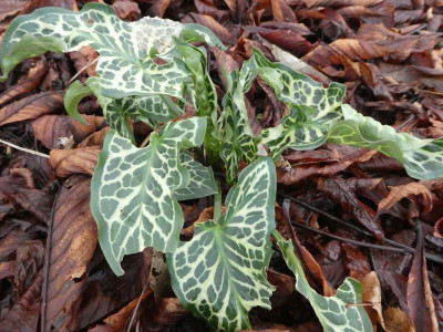 Arum italicum 'Pictum' 200111.jpg