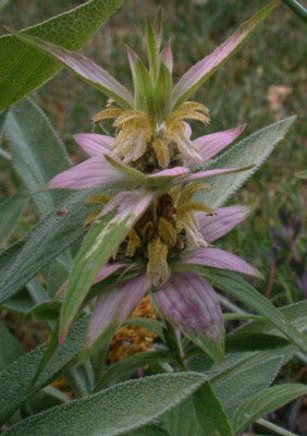 monarda_punctata_2007-07-12.jpg
