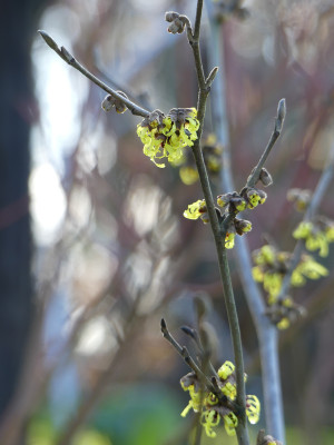 2020-01-10 Hamamelis 'Pallida' 1.jpg