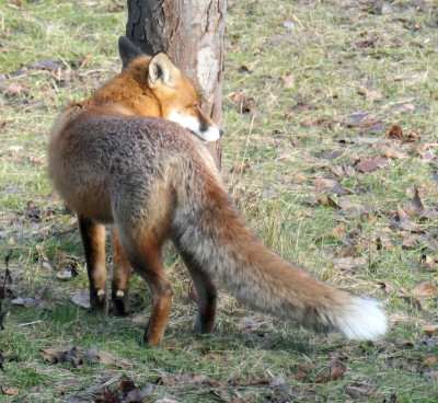 Fuchs_1.jpg