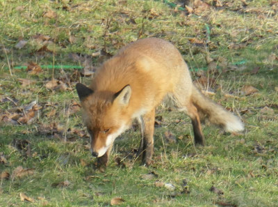 Fuchs_2.jpg