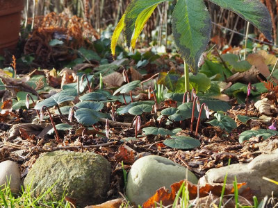 Cyclamen coum_110120.JPG