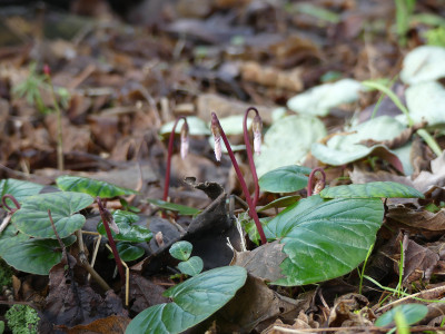 2020-01-11 Cyclamen coum 1.jpg
