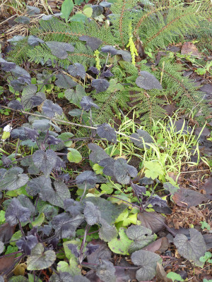 2020-01-11 Lunaria annua 1.jpg