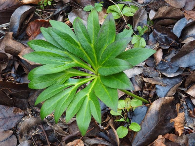 Helleborusblatt_110120.JPG