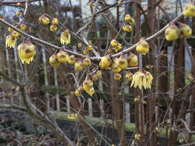 2020 01 11 Chimonanthus.jpg