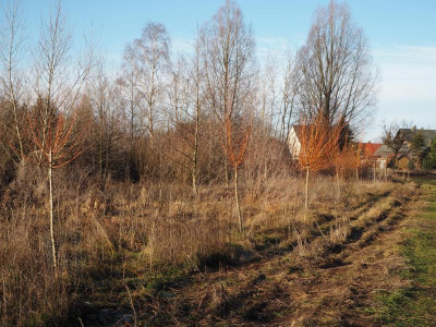 Kopfweiden 12.1.20 ue.JPG