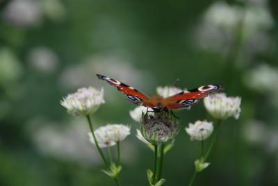 tagpfaugenauge_orchideenwiese.jpg