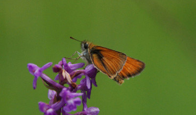 orchideenwiese_schmett_ungekannt.jpg