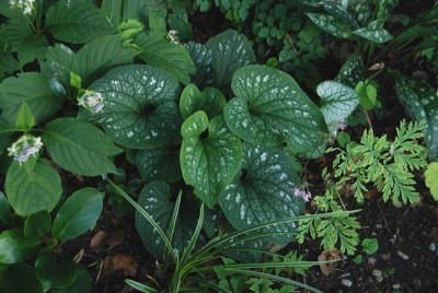brunnera_eigener_saemling_07.jpg