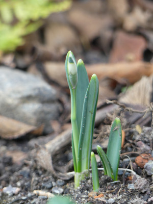 2020-01-12 Galanthus 'Turncoat'.jpg