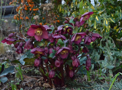 Helleborus-IceNRoses.Red.19-2.jpg