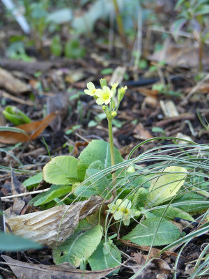 2020-01-13 Primula eliator 1.jpg