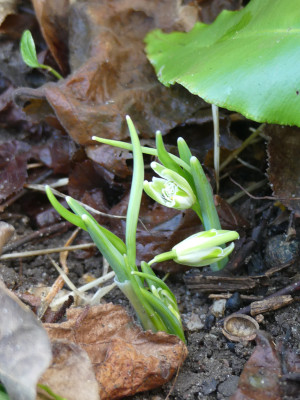 2020-01-13 Galanthus 'Walrus' 2.jpg