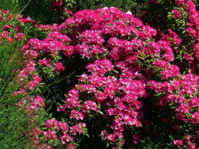 Lenne Rose_Sad_RIMG0104.jpg