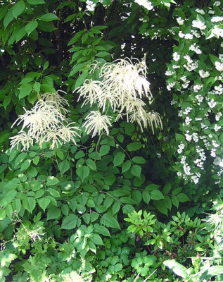 aruncus.jpg