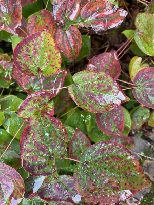 epimedium_ellen_wilmott_blatt.jpg