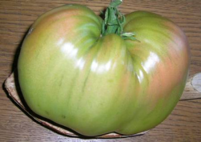 Rotes_Ochsenh.v.Luigi_-_unreif.jpg