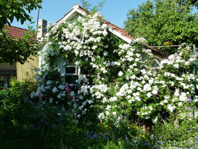 P1150544.JPG