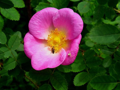 Haspina 3_RIMG0549.JPG
