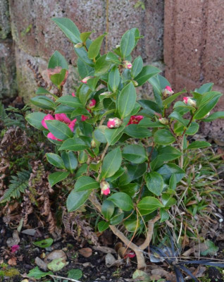 Camellia-ParadiseBelinda.20-1.jpg