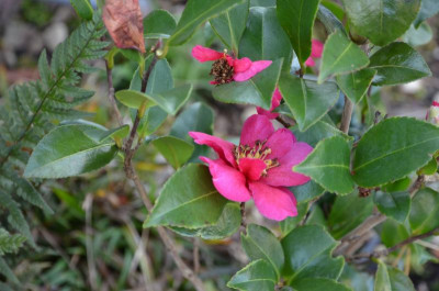Camellia-ParadiseBelinda.20-2.jpg