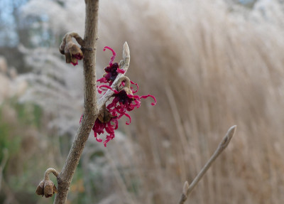 2020-01-15 Hamamelis 'Birgit' 1.jpg
