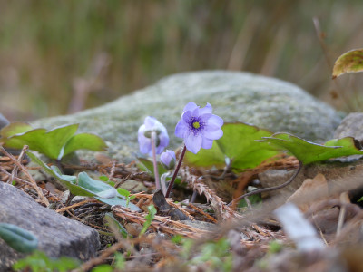 2020-01-15 Hepatica 'Avatar' 1.jpg
