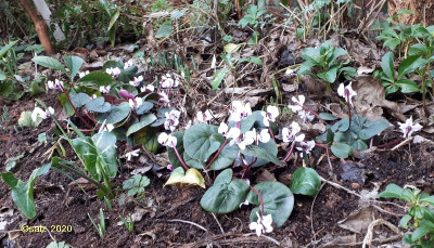 Cyclamen Invasion 2020.jpg