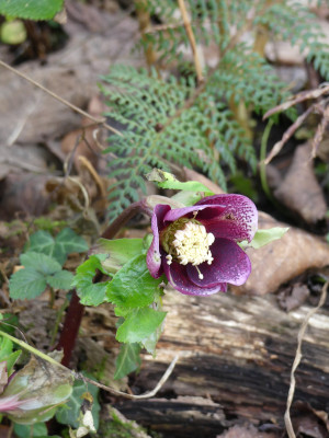 2020-01-15 Helleborus x orientalis.jpg