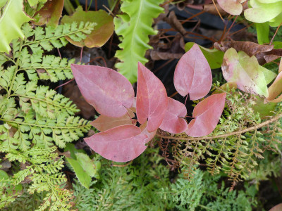2020-01-15 Epimedium x versicolor 'Cherry Tart'.jpg