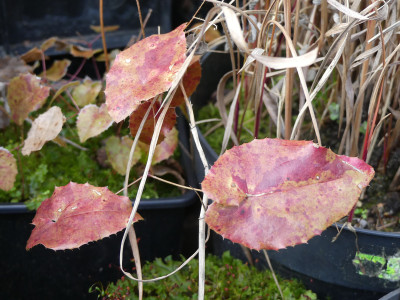 2020-01-15 Epimedium 'Sunny and Share'.jpg
