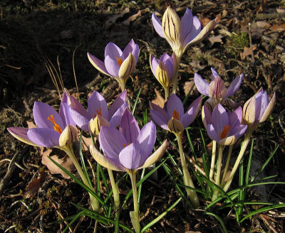 IMG_8454_Crocus_imperati_De_Jager_15Jan2020_.jpg