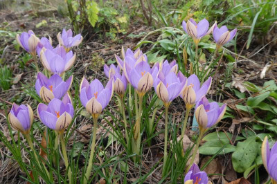 Crocus imperati 'De Jager' 200115.jpg